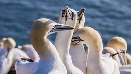 jiuyou.com_ 2025中国篮球季后赛战火连天，万人观赛热情高涨，中国蓝球季后赛现时战况