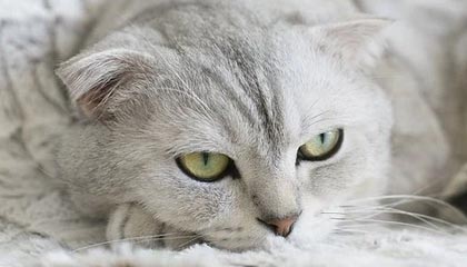 九游体育官网_ 德甲球员表现持续升华，战绩稳中有升，九游游戏中心首页