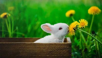 九游itsoq_ 意甲豪门通过引援增强整体实力